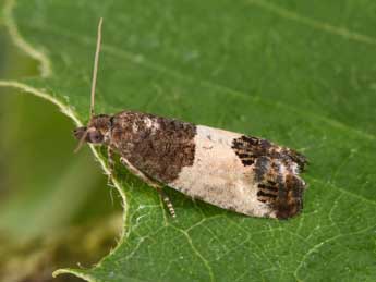 Spilonota ocellana D. & S. adulte - �Philippe Mothiron