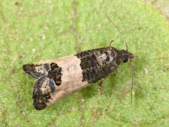 Spilonota ocellana D. & S. adulte - �Philippe Mothiron