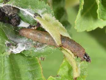  Chenille de Spilonota ocellana D. & S. - �Philippe Mothiron