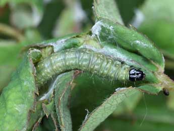  Chenille de Hedya ochroleucana Fr�l. - �Patrick Clement
