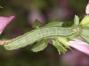  Chenille de Heliothis ononis D. & S. - �Wolfgang Wagner, www.pyrgus.de