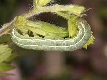  Chenille de Heliothis ononis D. & S. - �Wolfgang Wagner, www.pyrgus.de