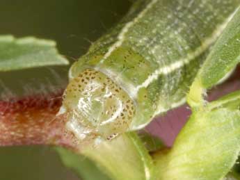  Chenille de Heliothis ononis D. & S. - �Wolfgang Wagner, www.pyrgus.de