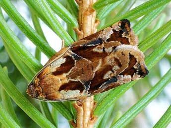 Archips oporana L. adulte - �Friedmar Graf