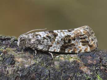 Gypsonoma oppressana Tr. adulte - �Patrick Clement