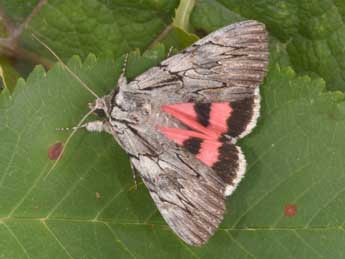 Catocala optata God. adulte - �Philippe Mothiron