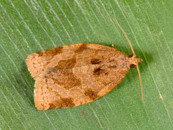 Adoxophyes orana Fisch. adulte - �Philippe Mothiron