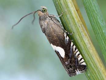 Grapholita orobana Tr. adulte - �Friedmar Graf