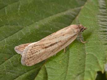 Eana osseana Scop. adulte - �Philippe Mothiron