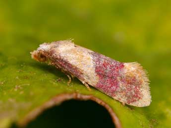 Diceratura ostrinana Gn. adulte - �Lionel Taurand