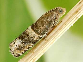 Pammene oxycedrana Mill. adulte - �Friedmar Graf