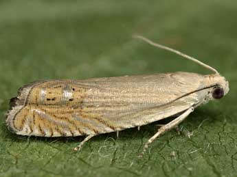 Cydia oxytropidis Martini adulte - �Peter Buchner