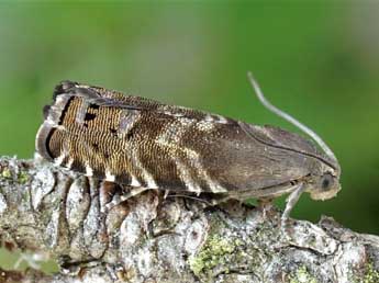 Cydia pactolana Z. adulte - �Friedmar Graf