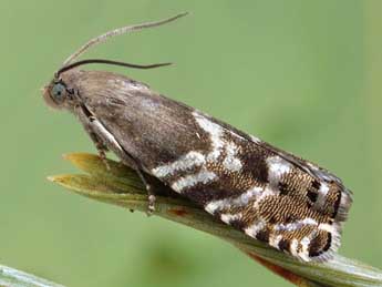 Cydia pactolana Z. adulte - �Friedmar Graf