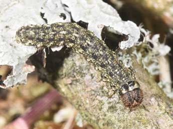  Chenille de Cryphia pallida B�thune - �Philippe Mothiron