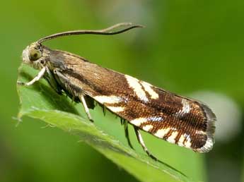 Grapholita pallifrontana Z. adulte - �Friedmar Graf