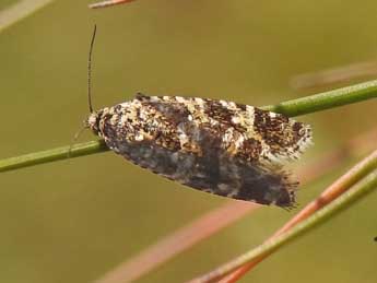 Olethreutes palustrana L. & Z. adulte - �Jean-Pierre Lamoline