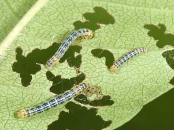  Chenille de Abraxas pantaria L. - �Philippe Mothiron