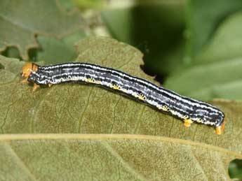  Chenille de Abraxas pantaria L. - �Philippe Mothiron