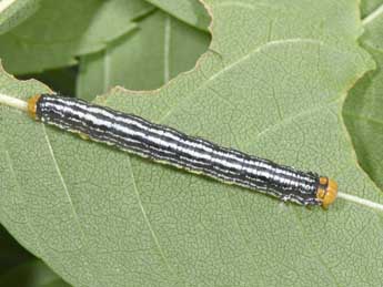  Chenille de Abraxas pantaria L. - �Philippe Mothiron