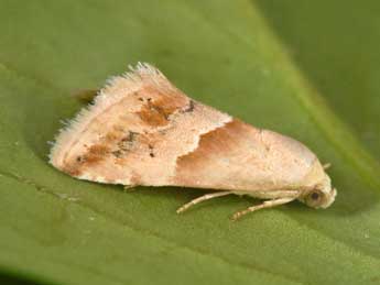 Eublemma parva Hb. adulte - �Philippe Mothiron