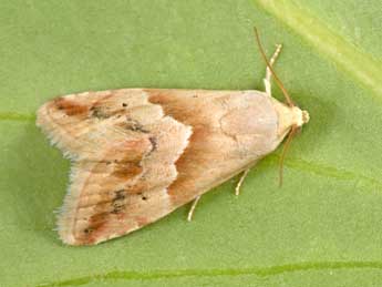 Eublemma parva Hb. adulte - �Philippe Mothiron