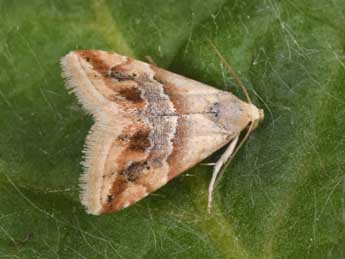 Eublemma parva Hb. adulte - �Philippe Mothiron