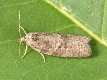 Cnephasia pasiuana Hb. adulte - �Philippe Mothiron