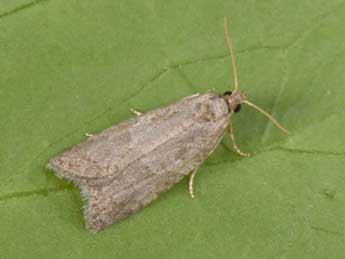 Cnephasia pasiuana Hb. adulte - �Philippe Mothiron