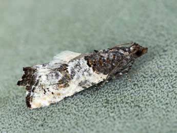 Phaneta pauperana Dup. adulte - �Daniel Morel