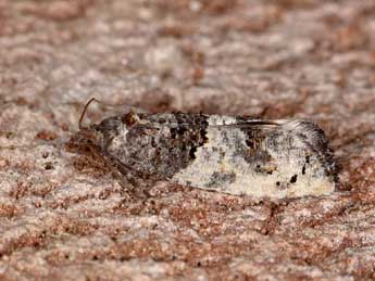 Phaneta pauperana Dup. adulte - �Philippe Hey