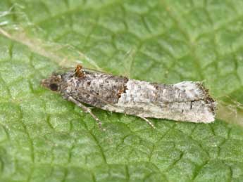 Phaneta pauperana Dup. adulte - �Philippe Mothiron