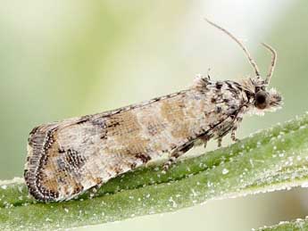 Endothenia pauperculana Stgr adulte - �Friedmar Graf