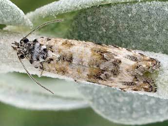 Endothenia pauperculana Stgr adulte - �Friedmar Graf