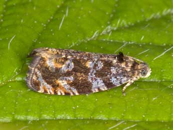 Pristerognatha penthinana Gn. adulte - �Horst Pichler