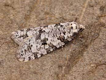 Eana penziana Thnbg adulte - �Lionel Taurand