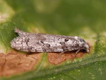 Eana penziana Thnbg adulte - �Lionel Taurand