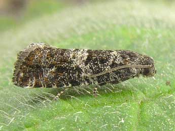 Retinia perangustana Snellen adulte - �Heidrun Melzer