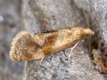 Gynnidomorpha permixtana D. & S. adulte - �Horst Pichler