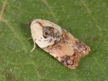 Acleris permutana Dup. adulte - �Philippe Mothiron