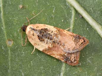 Acleris permutana Dup. adulte - �Philippe Mothiron