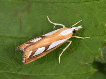 Catoptria permutatellus H.-S. adulte - �Philippe Mothiron