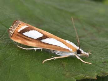 Catoptria permutatellus H.-S. adulte - �Philippe Mothiron