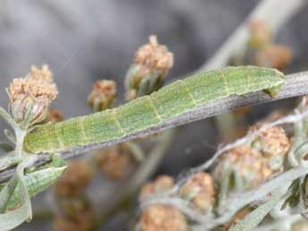  Chenille de Eupithecia pernotata Gn. - �Philippe Mothiron