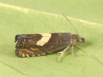 Dichrorampha petiverella L. adulte - �Philippe Mothiron