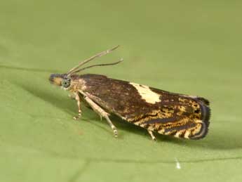 Dichrorampha petiverella L. adulte - �Philippe Mothiron