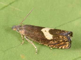 Dichrorampha petiverella L. adulte - �Philippe Mothiron