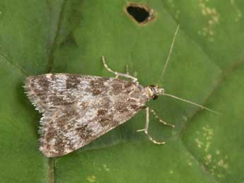 Eudonia petrophila Stdf. adulte - �Philippe Mothiron