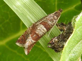 Pelochrista pfisteri Obraztsov adulte - �Jean-Pierre Lamoline