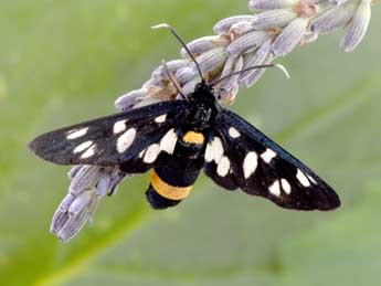 Syntomis phegea L. adulte - �Philippe Mothiron